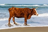 Cow Standing in Surf