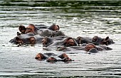 Hippo Pod, Eyes and Nostril View