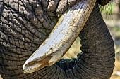 Elephant Tusk Detail