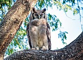 Verreaux's Eagle-Owl on Tree Branch