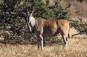 Eland