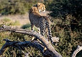 Cheetah Youngster on Tree Stump