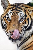 Tiger Licking Nose