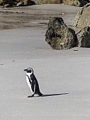 African Penguin