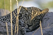 Young Leopard Resting on Termite Mound