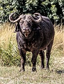 Buffalo Bull Standing, Front-on