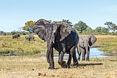 Elephant with Ears Spread