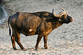 African Buffalo