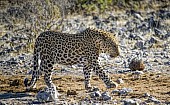 Leopard on the Move