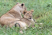 Lioness with Juvenile