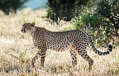 Cheetah Adult Walking, Side View