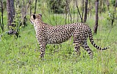Cheetah Male Pausing to Look Around