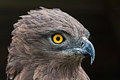 Brown Snake Eagle