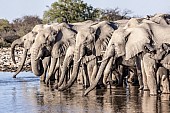Elephants Quenching Thirst