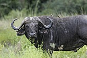 African Buffalo