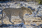 Leopard Male on the Move