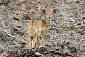 Juvenile Nyala antelope