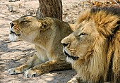 Lion and Lioness Making Roaring Sounds