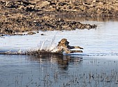 Chacma Baboon