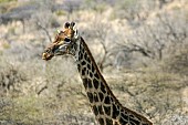 Giraffe Female, Head and Neck