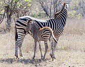Zebra Foal and Mother