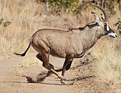 Roan Antelope Striding Out