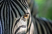 Zebra Close-up Showing Eye and Side of Head