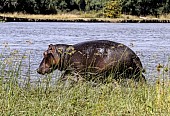 Hippo on River Bank