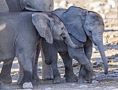 Affectionate Baby Elephants