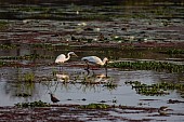 African Spoonbill Reference Picture