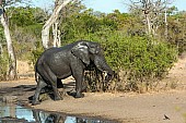 Elephant Leaving Waterhole