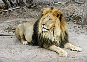 Male Lion Looking to Side