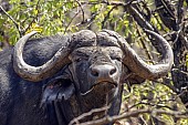 Buffalo Bull