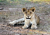 Lion Cub Relaxing in Shade