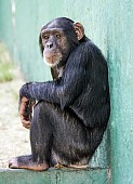 Captive Chimpanzee