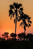 Okavango Delta Sunset