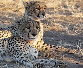 Cheetah Mother and Youngster