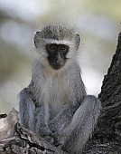 Vervet Monkey