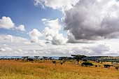 Acacia Tree