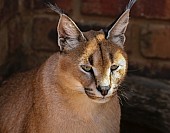 Caracal Head Shot