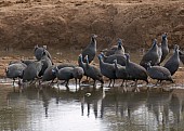 Guineafowls at waterhole