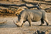 White or Square-Lipped Rhinoceros