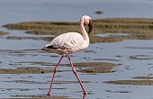 Lesser Flamingo in Shallows