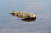 Nile Crocodile Photo for Art Reference