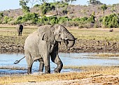 Elephant Stepping on to Land