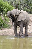 Elephant Drinking at Waterhole