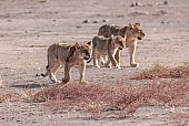 Lion Juveniles on the Move