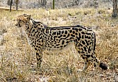 King Cheetah Standing in Profile