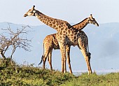 Giraffe Pair