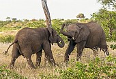 Young Elephants Sparring